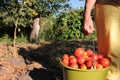 A farmer holds a bucket of freshly picked tomatoes. Woman picking organic tomatoes.