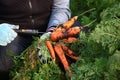 The farmer holds a bunch of carrots in his hands and measures their ripeness. Hands in protective gloves. Seasonal