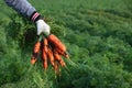 The farmer holds a bunch of carrots in his hands. Hands in protective gloves. Seasonal picking of vegetables.Autumn