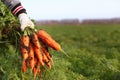 Farmer holds bunch of carrots in his hands. Hands in protective gloves. Seasonal picking of vegetables.Autumn collection