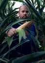 A farmer holds an ear of corn in his hands. Focus on the corn cob, in the hands of a man. Tall corn stalks. Royalty Free Stock Photo