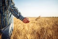 Farmer holds a few spikelets of wheat in his hand standing in the middle of the grain field. Man working on the farm checking the Royalty Free Stock Photo