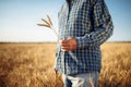 Farmer holds a few spikelets of wheat in his hand standing in the middle of the grain field. Man working on the farm checking the Royalty Free Stock Photo