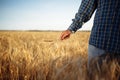Farmer holds a few spikelets of wheat in his hand standing in the middle of the grain field. Man working on the farm checking the Royalty Free Stock Photo