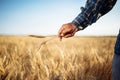 Farmer holds a few spikelets of wheat in his hand standing in the middle of the grain field. Man working on the farm checking the Royalty Free Stock Photo