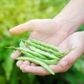 Farmer holds fresh beans in hands. french bean. harvest on the field. farming. Agriculture food production