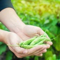 Farmer holds fresh beans in hands. french bean. harvest on the field. farming. Agriculture food production