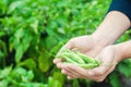Farmer holds fresh beans in hands. french beans. harvest on the field. farming. Agriculture food production.