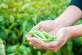 Farmer holds fresh beans in hands. french beans. harvest on the field. farming. Agriculture food production.