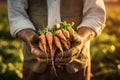 A farmer holds fresh carrots in his hands. Close-up of a hand. Royalty Free Stock Photo