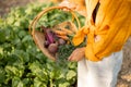 Farmer holds freshly picked beetroot in basket at garden Royalty Free Stock Photo