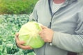 A farmer holds freshly picked cabbage in his hands. Harvesting on the field. Organic vegetables. Agriculture and farming. Eco-