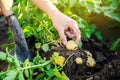 Farmer holds freshly picked potatoes in the field. Harvesting, harvest. Organic vegetables. Agriculture and farming. Potato. Royalty Free Stock Photo