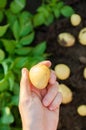 Farmer holds freshly picked potatoes in the field. Harvesting, harvest. Organic vegetables. Agriculture and farming. Potato. Royalty Free Stock Photo