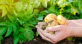 Farmer holds freshly picked potatoes in the field. Harvesting, harvest. Organic vegetables. Agriculture and farming. Potato. Royalty Free Stock Photo
