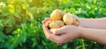 Farmer holds freshly picked potatoes in the field. Harvesting, harvest. Organic vegetables. Agriculture and farming. Potato. Royalty Free Stock Photo