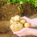 Farmer holds freshly picked potatoes in the field. Harvesting, harvest. Organic vegetables. Agriculture and farming. Potato. Royalty Free Stock Photo
