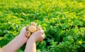 Farmer holds freshly picked potatoes in the field. Harvesting, harvest. Organic vegetables. Agriculture and farming. Potato. Royalty Free Stock Photo