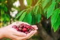 The farmer holds freshly picked red cherries in his hands. Fresh organic fruits. Summer harvest. Garden. Selective focus