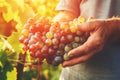 Farmer holds freshly picked ripe juicy grape in his hands