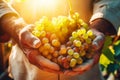 Farmer holds freshly picked ripe juicy grape in his hands