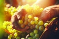 Farmer holds freshly picked ripe juicy grape in his hands