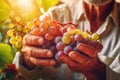 Farmer holds freshly picked ripe juicy grape in his hands