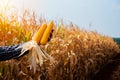 Farmer holds a golden of corn cobs amidst the dry corn field Royalty Free Stock Photo