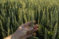 Farmer holds a green ear of wheat on agricultural field. Unripe cereals. The concept of agriculture, organic food. Wheat Royalty Free Stock Photo