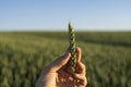 Farmer holds a green ear of wheat on agricultural field. Unripe cereals. The concept of agriculture, organic food. Wheat Royalty Free Stock Photo