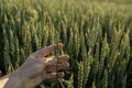 Farmer holds a green ear of wheat on agricultural field. Unripe cereals. The concept of agriculture, organic food. Wheat Royalty Free Stock Photo