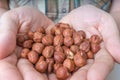 Farmer holds hazelnuts in hands Royalty Free Stock Photo