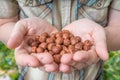 Farmer holds hazelnuts in hands Royalty Free Stock Photo