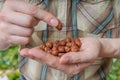 Farmer holds hazelnuts in hands Royalty Free Stock Photo