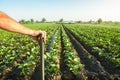 Farmer holds his hand on a shovel on background of eggplant plantation field. Examination of the result of hard physical labor