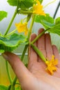 the farmer holds in his hand a small cucumber growing in a greenhouse. Royalty Free Stock Photo