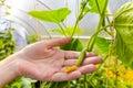 the farmer holds in his hand a small cucumber growing in a greenhouse Royalty Free Stock Photo