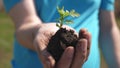 Farmer holds in his hand a small sprout for planting in ground. seedling in hands closup. environmentally friendly Royalty Free Stock Photo