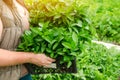 The farmer holds in his hands a box with fresh seedlings of pepper. Planting vegetables in the field. Agriculture and farming. Royalty Free Stock Photo