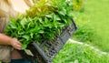 The farmer holds in his hands a box with fresh seedlings of pepper. Planting vegetables in the field. Agriculture and farming. Royalty Free Stock Photo