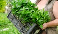 The farmer holds in his hands a box with fresh seedlings of pepper. Planting vegetables in the field. Agriculture and farming Royalty Free Stock Photo