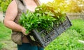 The farmer holds in his hands a box with fresh seedlings of pepper. Planting vegetables in the field. Agriculture and farming Royalty Free Stock Photo