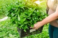 The farmer holds in his hands a box with fresh seedlings of pepper. Planting vegetables in the field. Agriculture and farming. Royalty Free Stock Photo