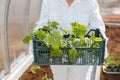 The farmer holds in his hands a box with young seedlings of cucumbers. Planting and growing fresh cucumbers in the greenhouse.