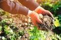 farmer holds in his hands a bush of young yellow potatoes, harvesting, fresh vegetables, agro-culture, farming, close-up