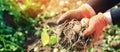 Farmer holds in his hands a bush of young yellow potatoes, harvesting, seasonal work in the field, fresh vegetables, agro-culture Royalty Free Stock Photo