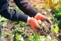 Farmer holds in his hands a bush of young yellow potatoes, harvesting, seasonal work in the field, fresh vegetables, agro-culture, Royalty Free Stock Photo