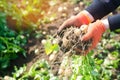 Farmer holds in his hands a bush of young yellow potatoes, harvesting, seasonal work in the field, fresh vegetables, agro-culture, Royalty Free Stock Photo