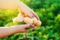 Farmer holds in his hands a bush of young yellow potatoes, harvesting, seasonal work in the field, fresh vegetables, agro-culture, Royalty Free Stock Photo