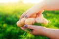 Farmer holds in his hands a bush of young yellow potatoes, harvesting, seasonal work in the field, fresh vegetables, agro-culture, Royalty Free Stock Photo